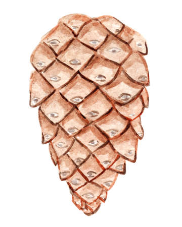 Watercolor pine cone isolated on white backgroundの写真素材