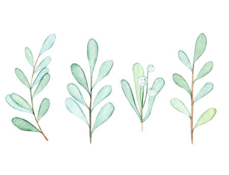 Watercolor mistletoe branches set isolated on white background. Winter greenery and white berries collection hand drawn illustrationsの写真素材