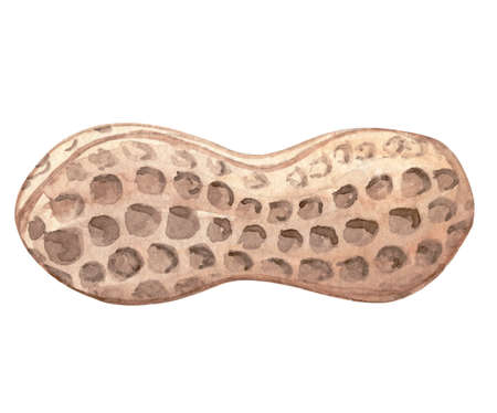 Watercolor peanut in nutshell hand drawn illustration isolated on white background