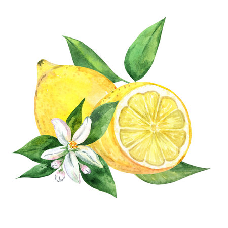 Watercolor lemon composition isolated on white background. hand drawn citrus fruit illustrationの写真素材