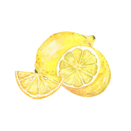 Watercolor lemon composition isolated on white background. hand drawn citrus illustrationの写真素材