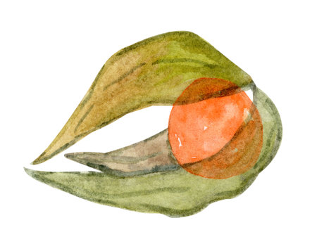 Watercolor physalis illustration isolated on white backgroundの写真素材