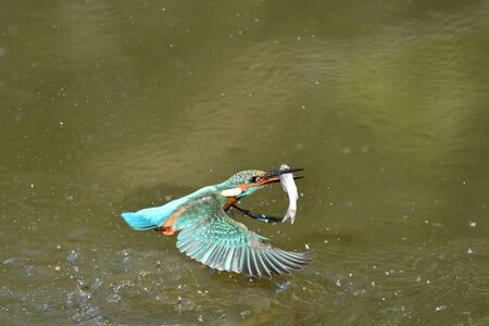 Predation of kingfisherの写真素材