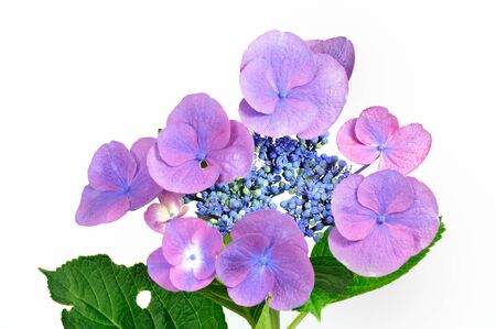 Hydrangea white background