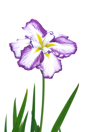 White background irisesの写真素材