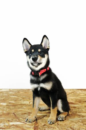 Shiba Inu on white backgroundの写真素材
