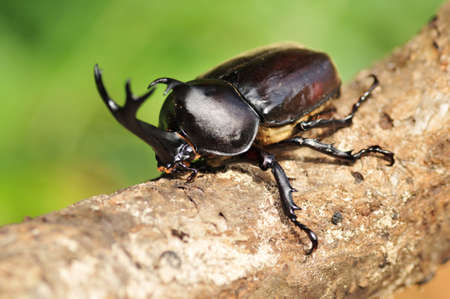 Male beetles