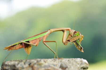 Preying Mantisの写真素材