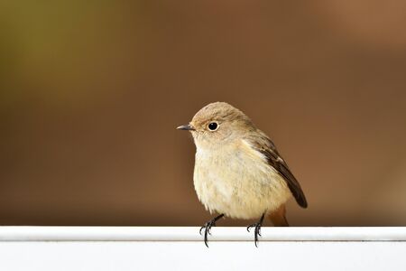 Joubitaki female