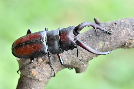 Beetles of Japan