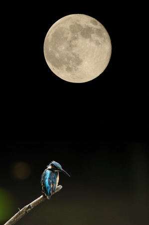 Full moon and Kingfisherの写真素材