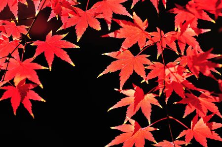 Autumn leaves black background
