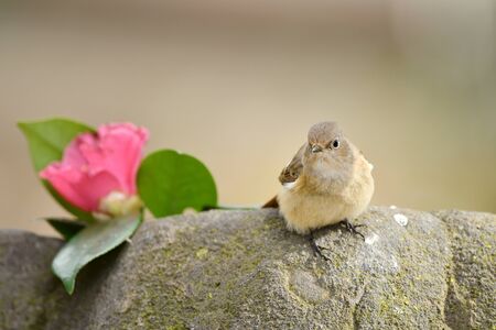 Joubitaki femaleの写真素材