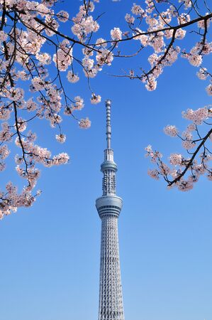 The Tokyo sky tree