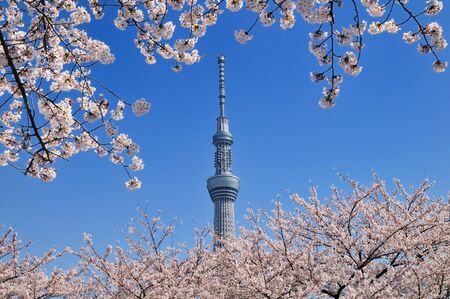 The Tokyo sky tree