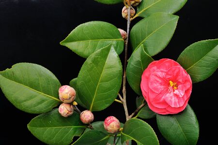 Camellias black backgroundの写真素材