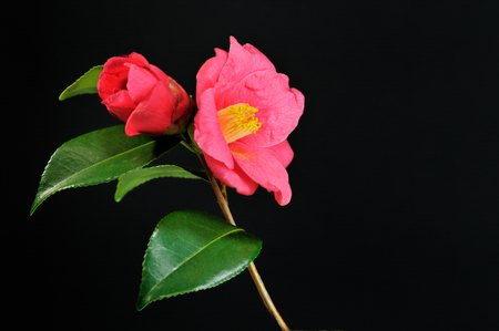 Camellias black backgroundの写真素材