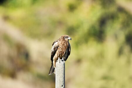 Kite poleの写真素材