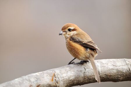 Mockingbird perchの写真素材