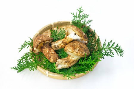 Matsutake mushroomの写真素材
