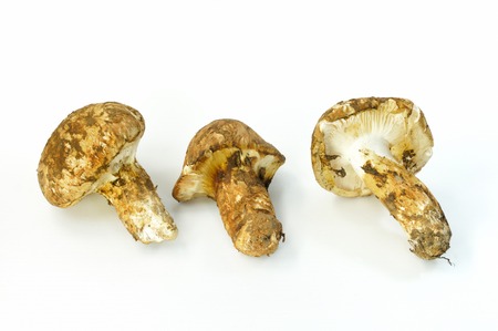 Tricholoma Matsutakeの写真素材