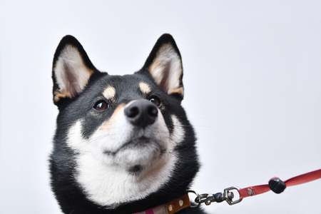 Shiba Inuの写真素材