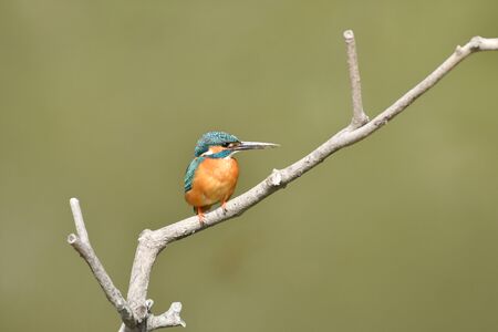 Kingfisher's perch