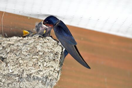 Bringing up a child swallowsの写真素材