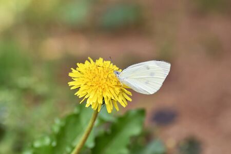 White Butterflyの写真素材