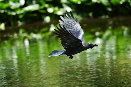 Flight of the Ravenの写真素材