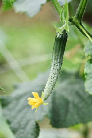 Cucumbers grown outdoors.の写真素材