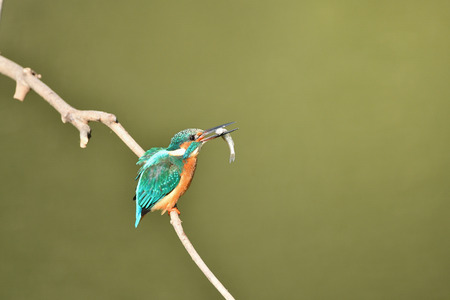 Diet kingfishersの写真素材