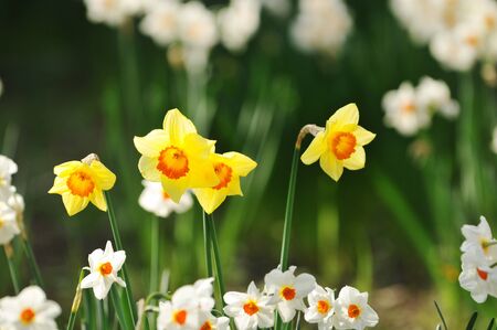 Clumps of daffodils