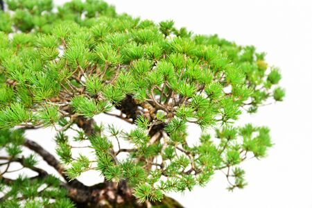 Bonsai pine tree against a white wallの写真素材