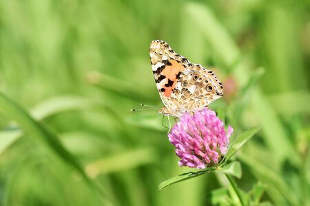 Tata Butterfly