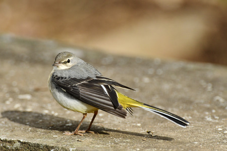 Kisekirei of the groundの写真素材