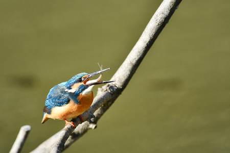 Diet kingfishersの写真素材