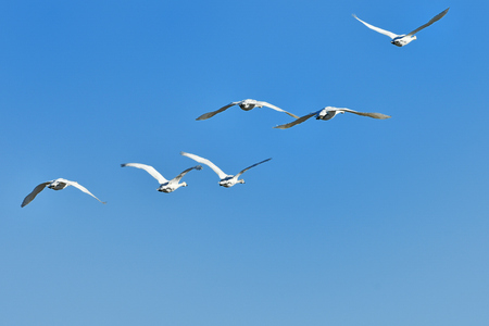 Flight of the Swanの写真素材