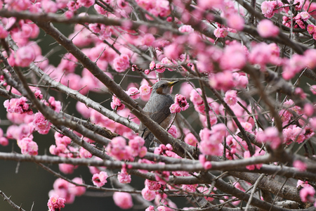 Bird In the Red Plum Treeの写真素材
