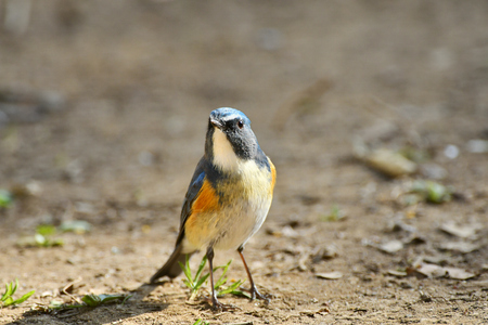 Ground red-flanked Bluetail