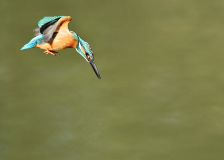 Kingfisher divingの写真素材