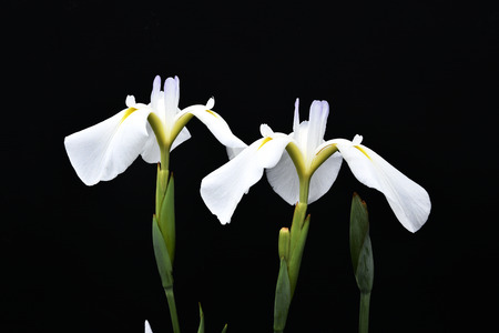 Iris on black background