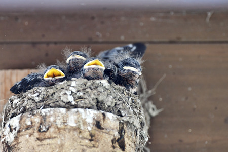 Swallow chicksの写真素材
