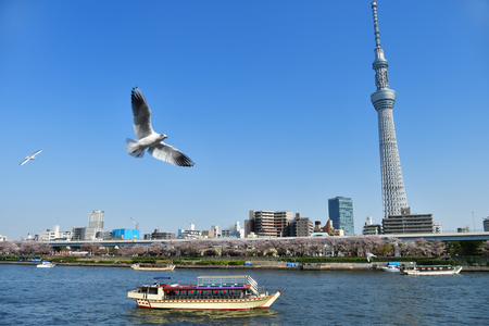 Sumida river landscape in springのeditorial素材