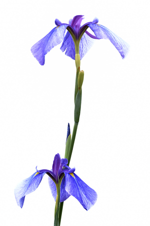 IRIS white backgroundの写真素材