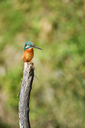 Kingfisher's perchの写真素材