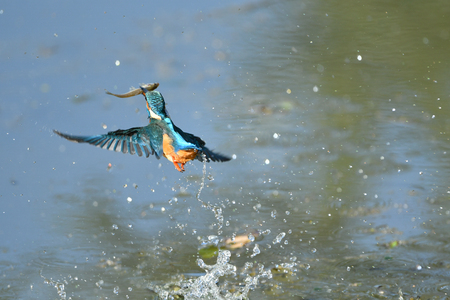 Predation of Kingfisherの写真素材