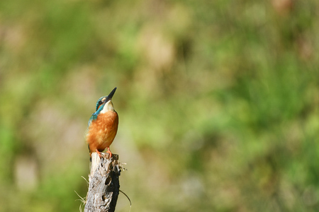 Kingfisher's perchの写真素材