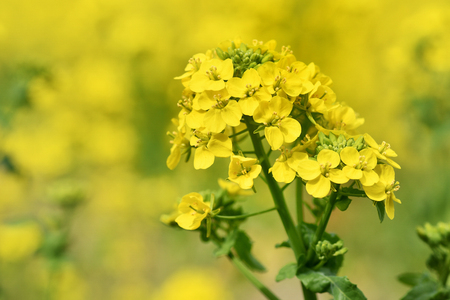 Rape blossomsの写真素材