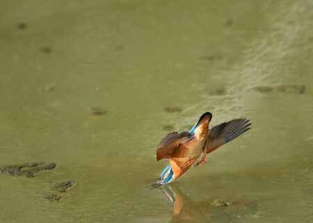Kingfisher divingの写真素材